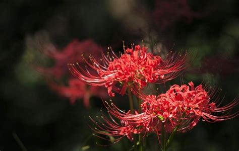 代表死亡的花|死亡的花（以花语表达死亡的深意，花朵的凋零与重生…